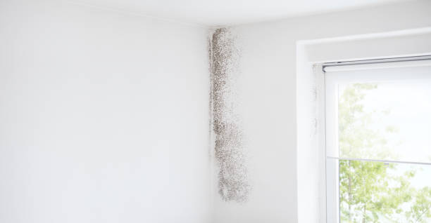 Best Mold Damage Restoration  in Jamesburg, NJ