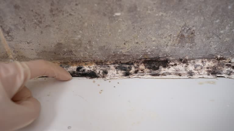 Mold Remediation for Vacation Homes